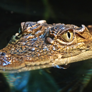 Nov. 2015 - Gator Alley - Mugger Crocodile