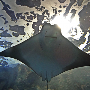 Nov. 2015 - Coral Reef Runnel - Cownose Ray