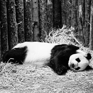 Chi Chi sleeping 1972