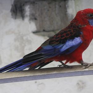 Crimson rosella