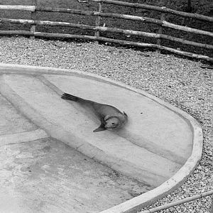 Southern elephant seal 1972