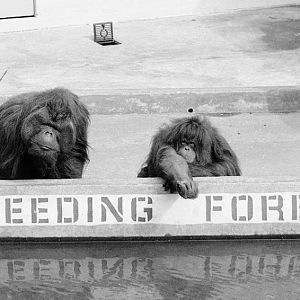 Feeding Forbidden 1972