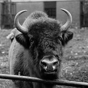 European bison 1972