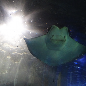 Nov. 2015 - Coral Reef - Cownose Ray
