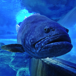 Nov. 2015 - Surrounded By Sharks - Giant Grouper - Brutus