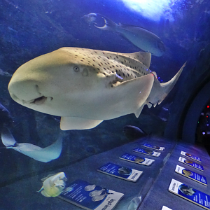 Nov. 2015 - Coral Reef - Zebra Shark