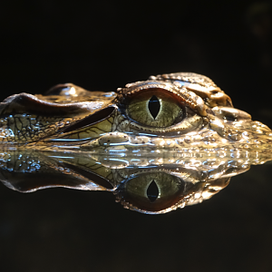 Nov. 2015 - Gator Alley - Mugger Crocodile