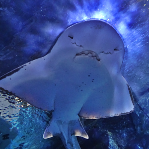 Nov. 2015 - Surrounded By Sharks - Bowmouth Guitarfish