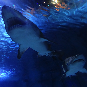 Nov. 2015 - Surrounded By Sharks - Sand Tiger Sharks