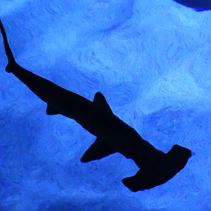 Nov. 2015 - Surrounded By Sharks - New Scalloped Hammerhead Shark