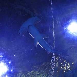 Nov. 2015 - Surrounded By Sharks - New Scalloped Hammerhead Shark