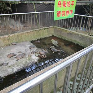 Hongmei Park Aviary - terrapin pool