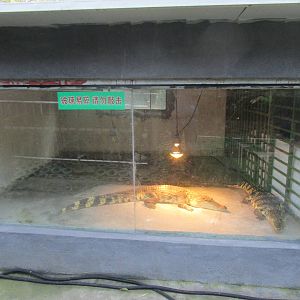 Hongmei Park Aviary - Crocodile Terrarium