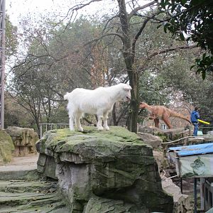 Hongmei Park Aviary - goat
