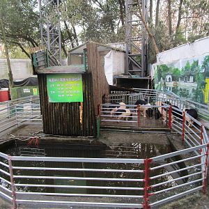 Hongmei Park Aviary - pig diving pool