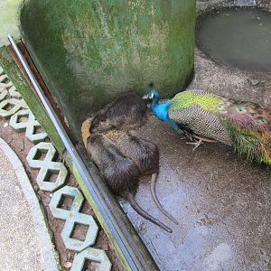 Hongmei Park Aviary - Coypu?