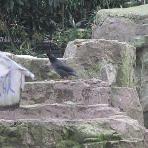 Hongmei Park Aviary - Crested Myna