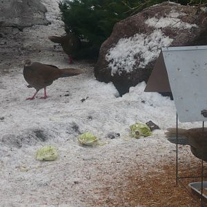 Cabbages and pheasants