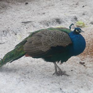 Peacock