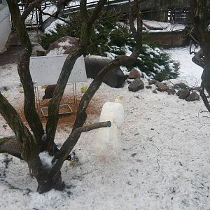 Can you see a peacock?