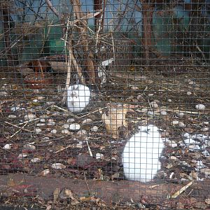 Common pheasant and Mountain hare enclosure