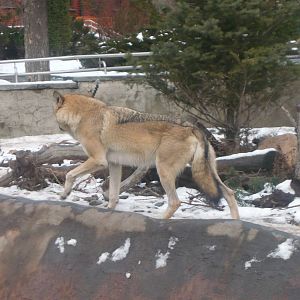 Eurasian wolf