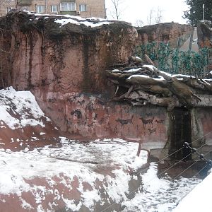 Eurasian wolf exhibit