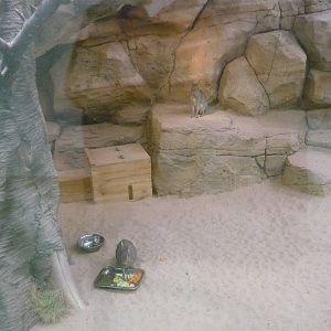 Chacoan mara exhibit