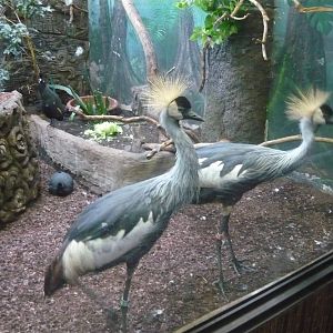 Immature Grey crowned cranes