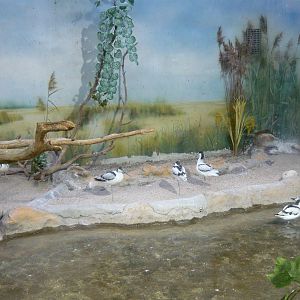 Pied avocets
