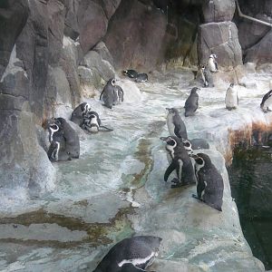 Humboldt penguins