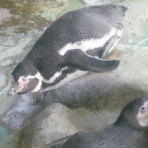 Humboldt penguins
