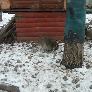 Raccoon
