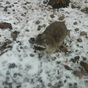 Raccoon