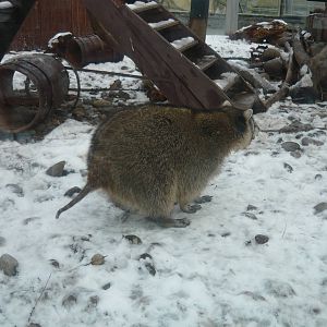 Raccoon with tail alopecia