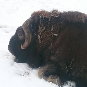 Musk ox