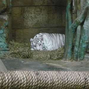 White tiger