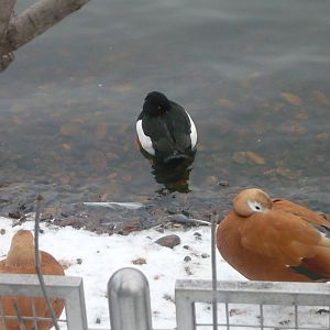 Tufted duck and Ruddy shelducks