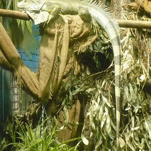 Green iguana in Two-toed sloth enclosure
