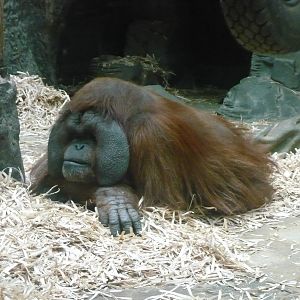 Male orangutan