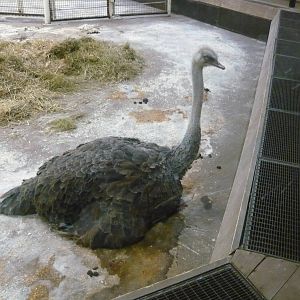 Female ostrich