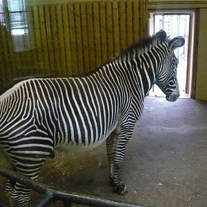 Grevy's zebra