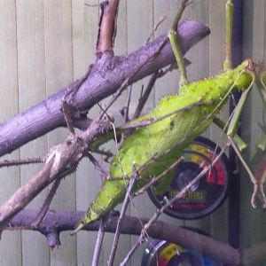 Malayan jungle nymph (Heteropteryx dilatata)