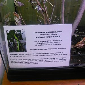 Info board example: Malayan jungle nymph