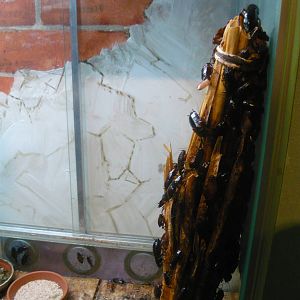 Oriental cockroaches (Blatta orientalis)