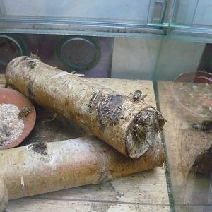 House crickets (Acheta domestica)