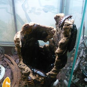 Princisia cockroaches