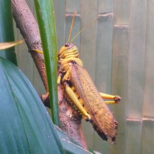 Giant grasshopper (Tropidacris collaris)