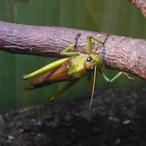Giant grasshopper (Tropidacris collaris)
