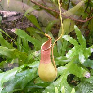 Nepenthes
